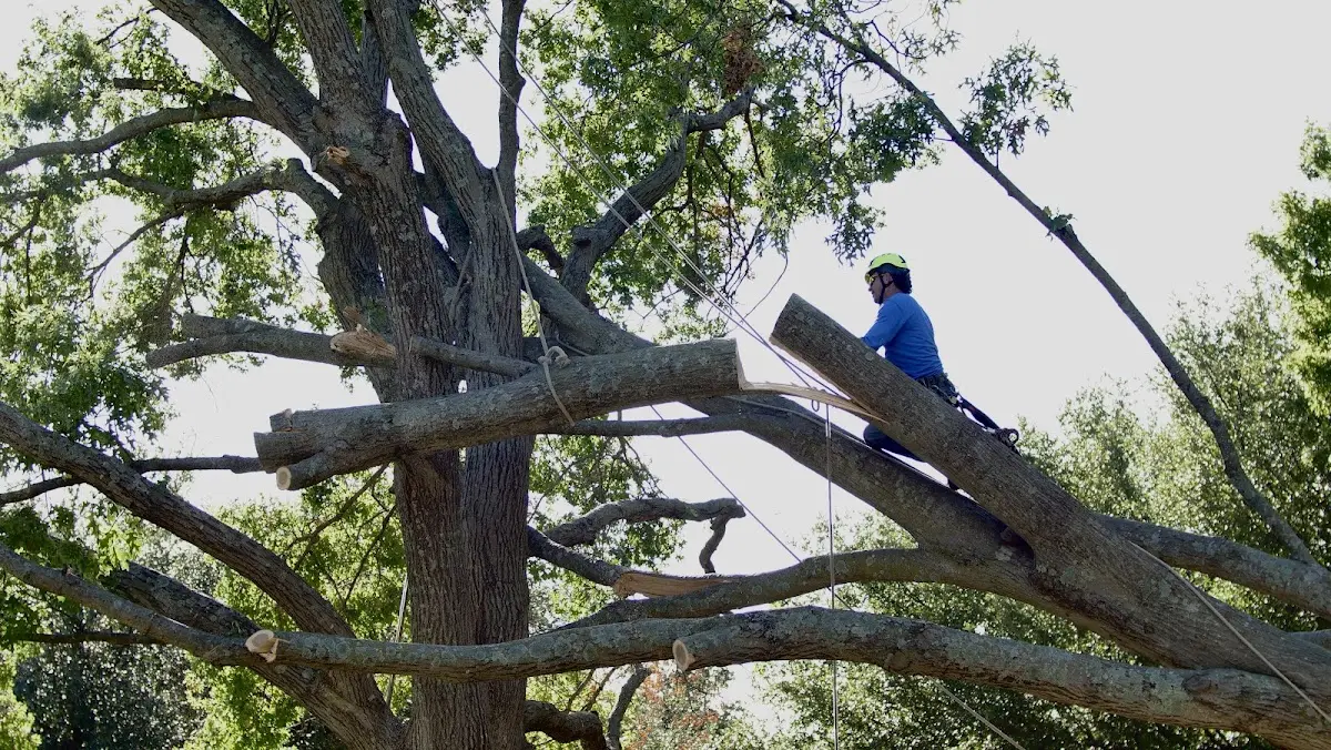 Professional Hazardous Tree Removal performed by certified arborists in Grantville