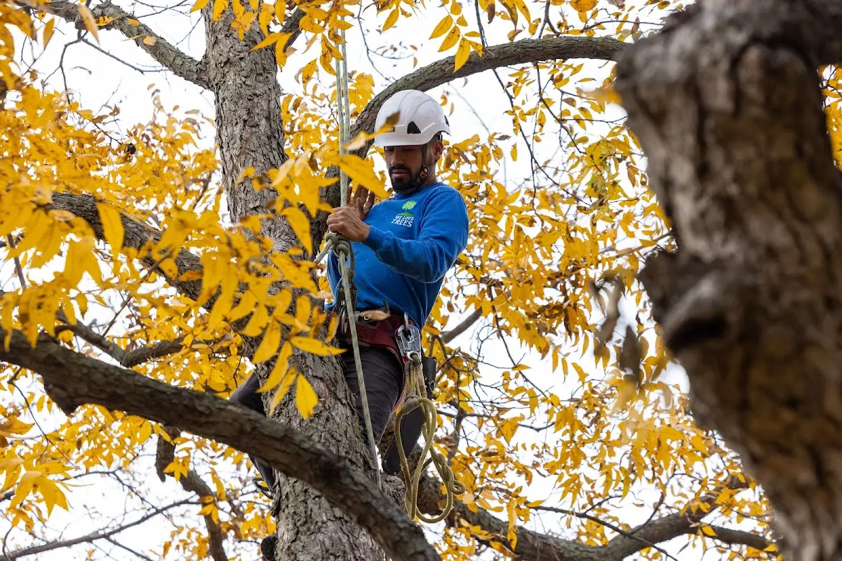 Skilled Tree Pruning crew working in Grantville