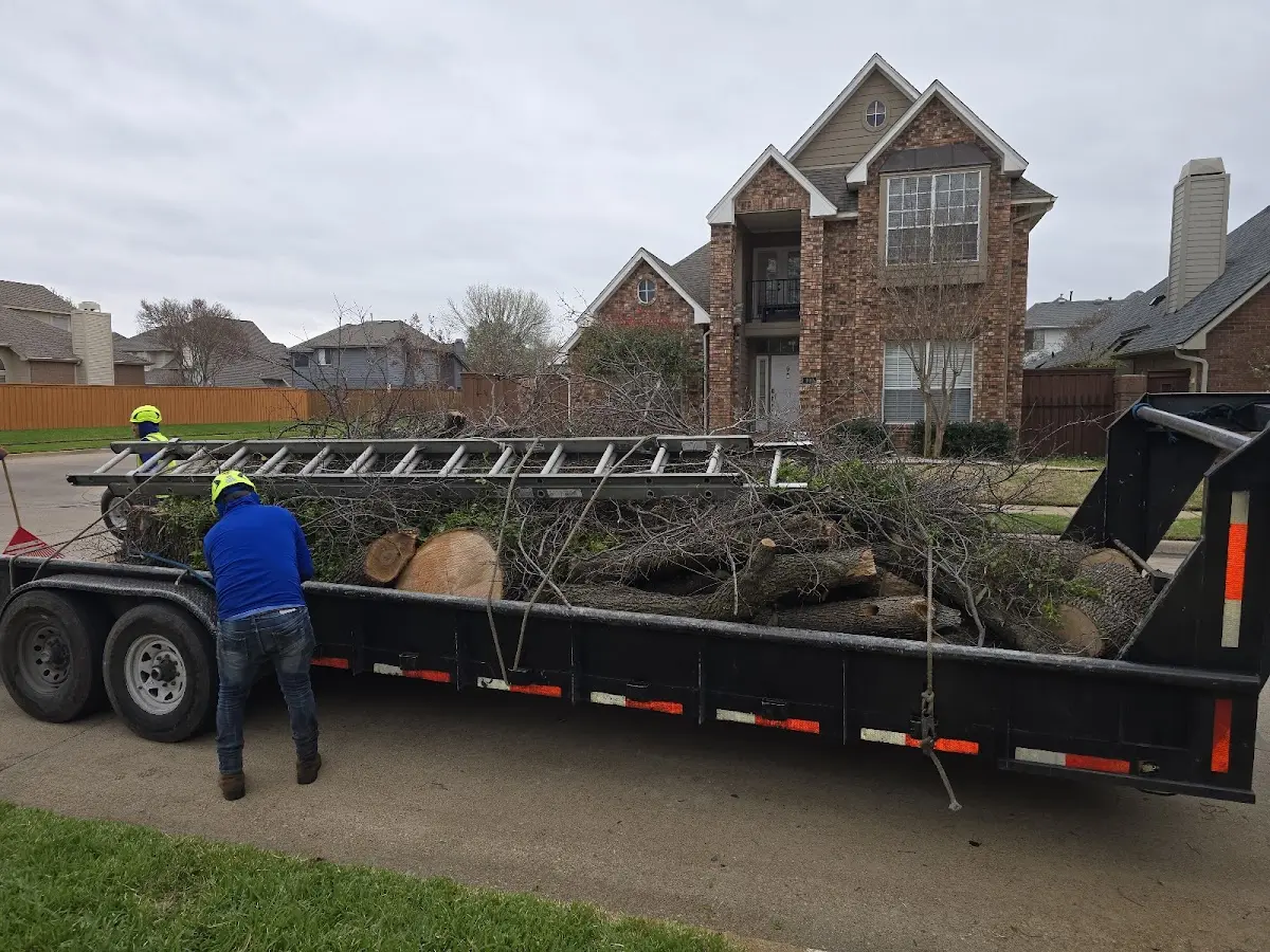 Expert Tree Removal with proper safety equipment in Grantville